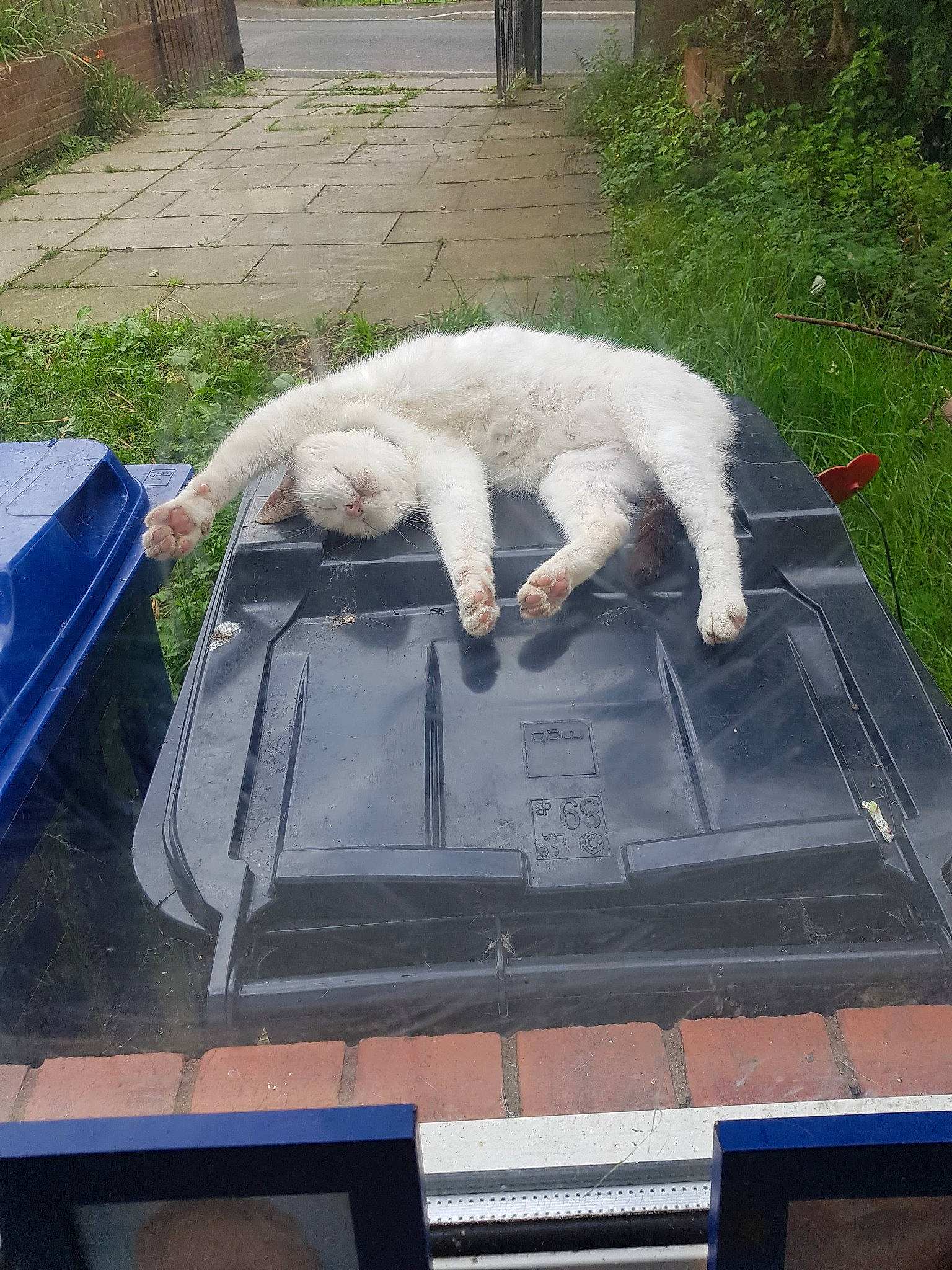 Bowie is registered to the contest to win money with this photo: canidae, carnivore, companion_dog, composite_material, dog, dog_breed, fur, gas, grass, non_sporting_group, plant, rectangle, sporting_group, tail, vertebrate