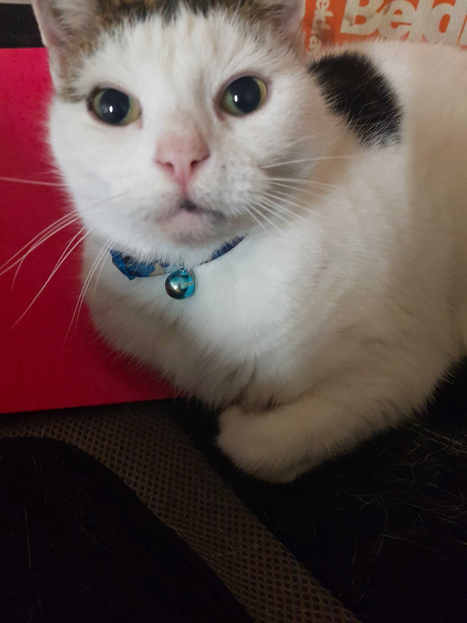 Bowie is registered to the contest to win money with this photo: carnivore, cat, collar, domestic_short_haired_cat, eye, fawn, felidae, fur, paw, pet_supply, small_to_medium_sized_cats, snout, thai, whiskers