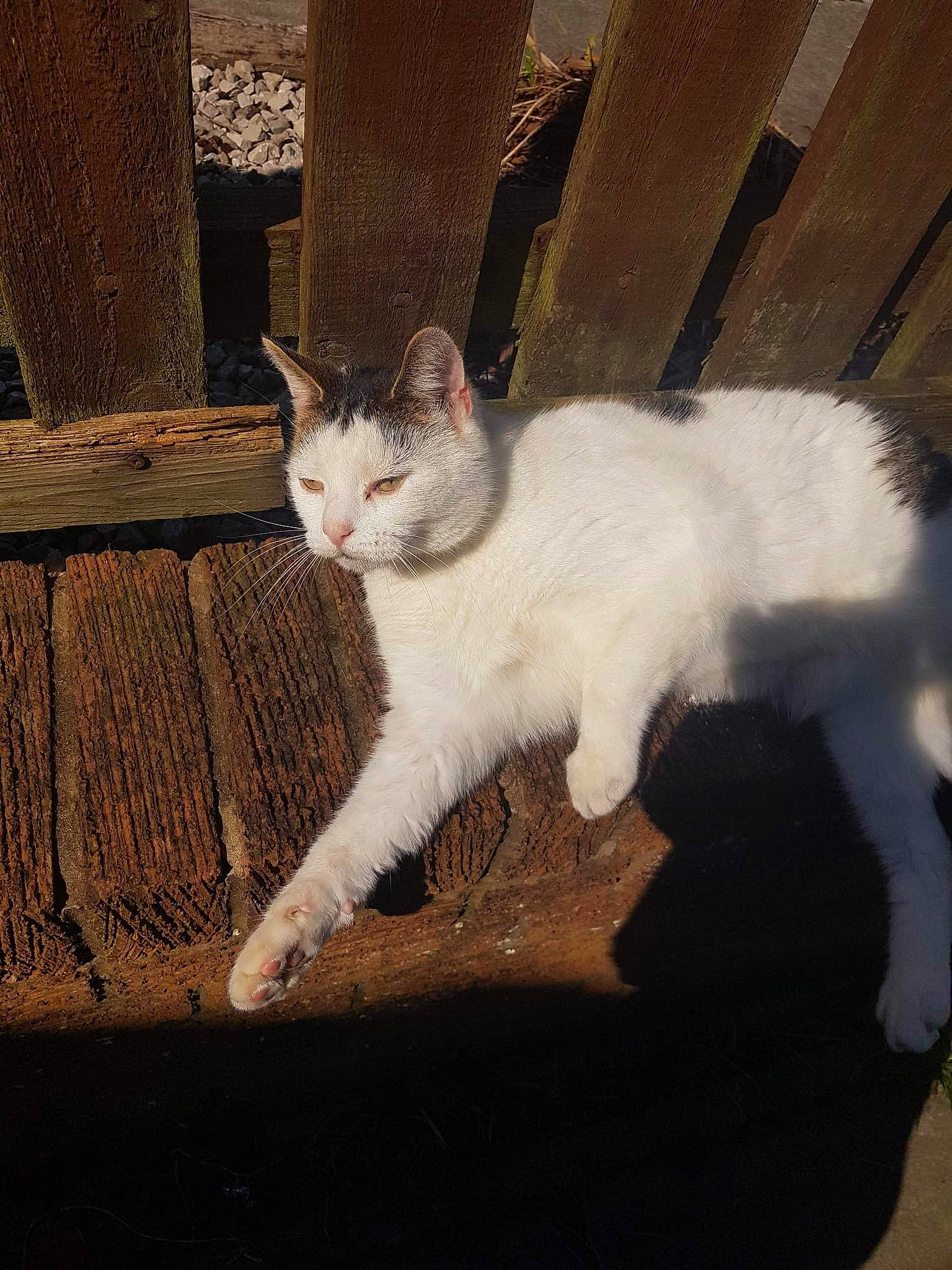 Bowie is registered to the contest to win money with this photo: carnivore, cat, claw, comfort, domestic_short_haired_cat, eye, fawn, felidae, foot, fur, head, paw, sitting, small_to_medium_sized_cats, snout, tail, terrestrial_animal, whiskers, window, wood