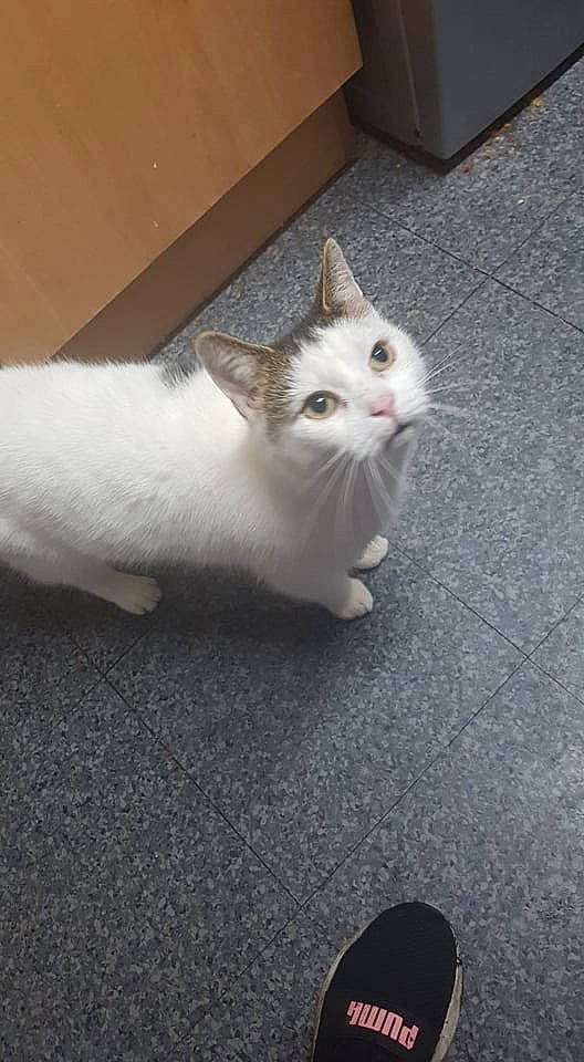 Bowie is registered to the contest to win money with this photo: carnivore, cat, comfort, domestic_short_haired_cat, eye, fawn, felidae, flooring, fur, grey, hardwood, paw, road_surface, sitting, small_to_medium_sized_cats, snout, tail, whiskers, white, wood