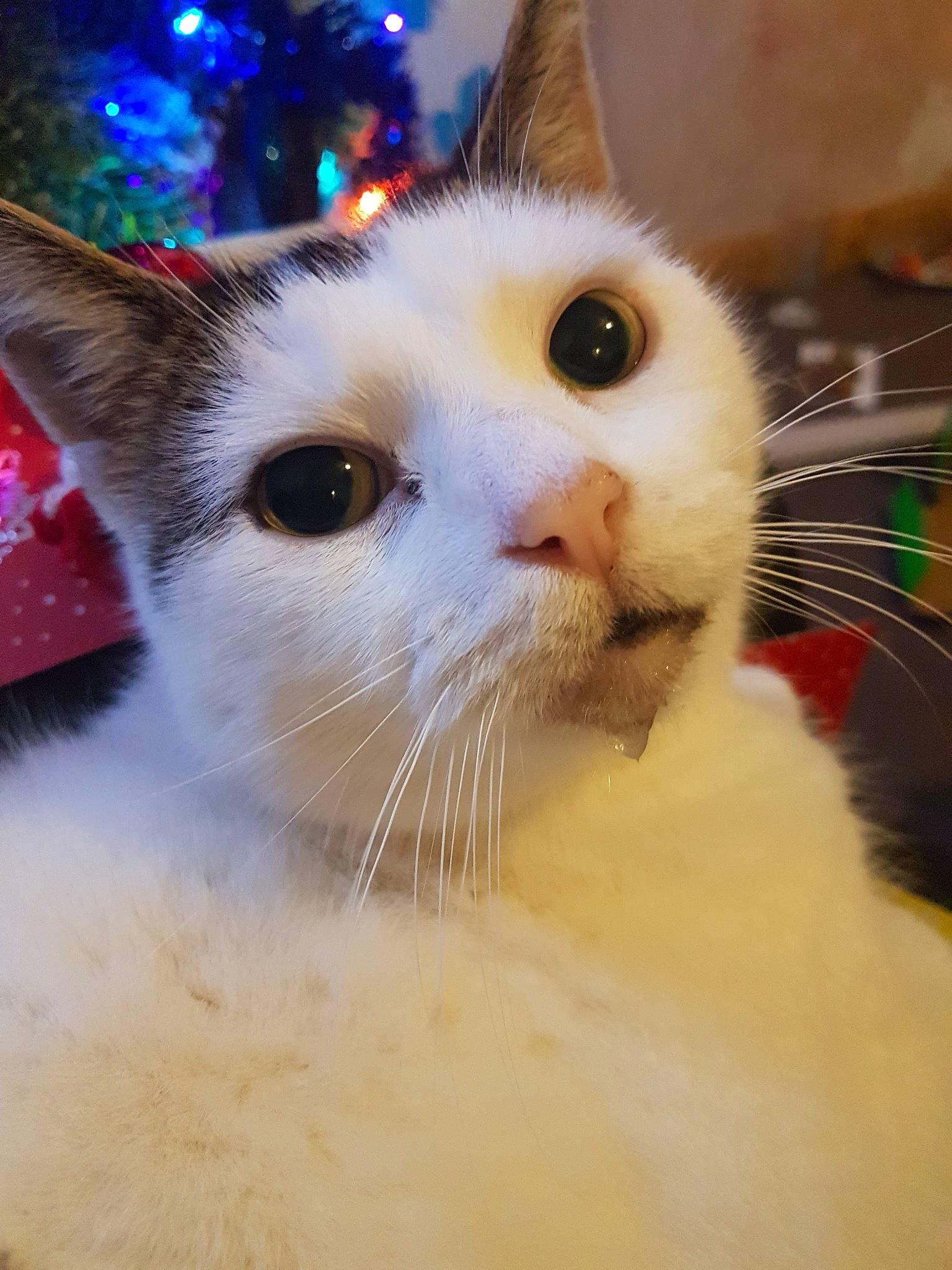 Bowie is registered to the contest to win money with this photo: carnivore, cat, christmas, christmas_decoration, close_up, domestic_short_haired_cat, ear, event, eye, eyelash, fawn, felidae, fur, head, holiday, iris, small_to_medium_sized_cats, snout, terrestrial_animal, whiskers