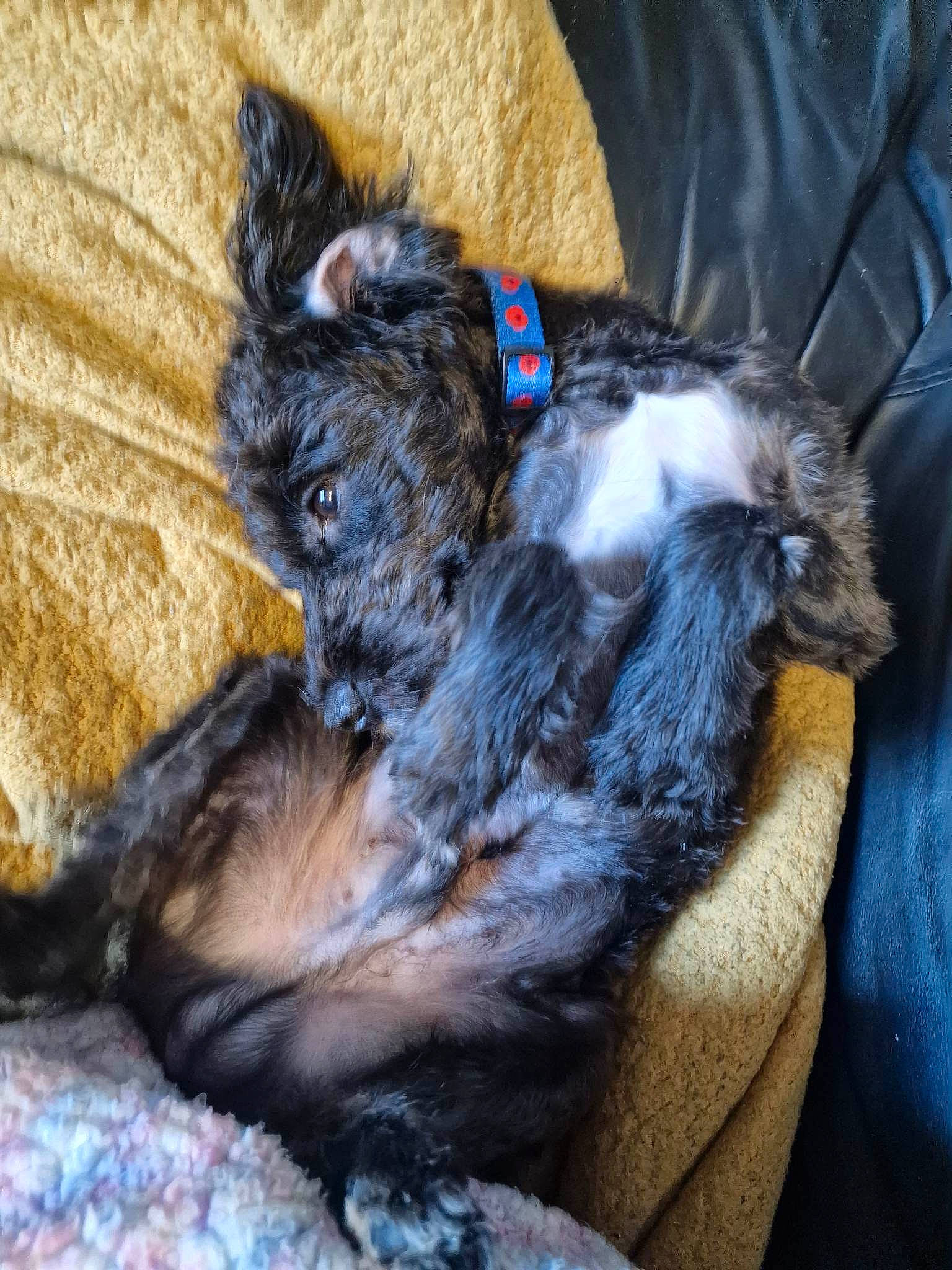 Storm is registered to the contest to win money with this photo: canidae, carnivore, claw, collar, comfort, companion_dog, dog, dog_breed, ear, felidae, fur, liver, paw, small_to_medium_sized_cats, snout, sporting_group, tail, terrier, whiskers, working_animal