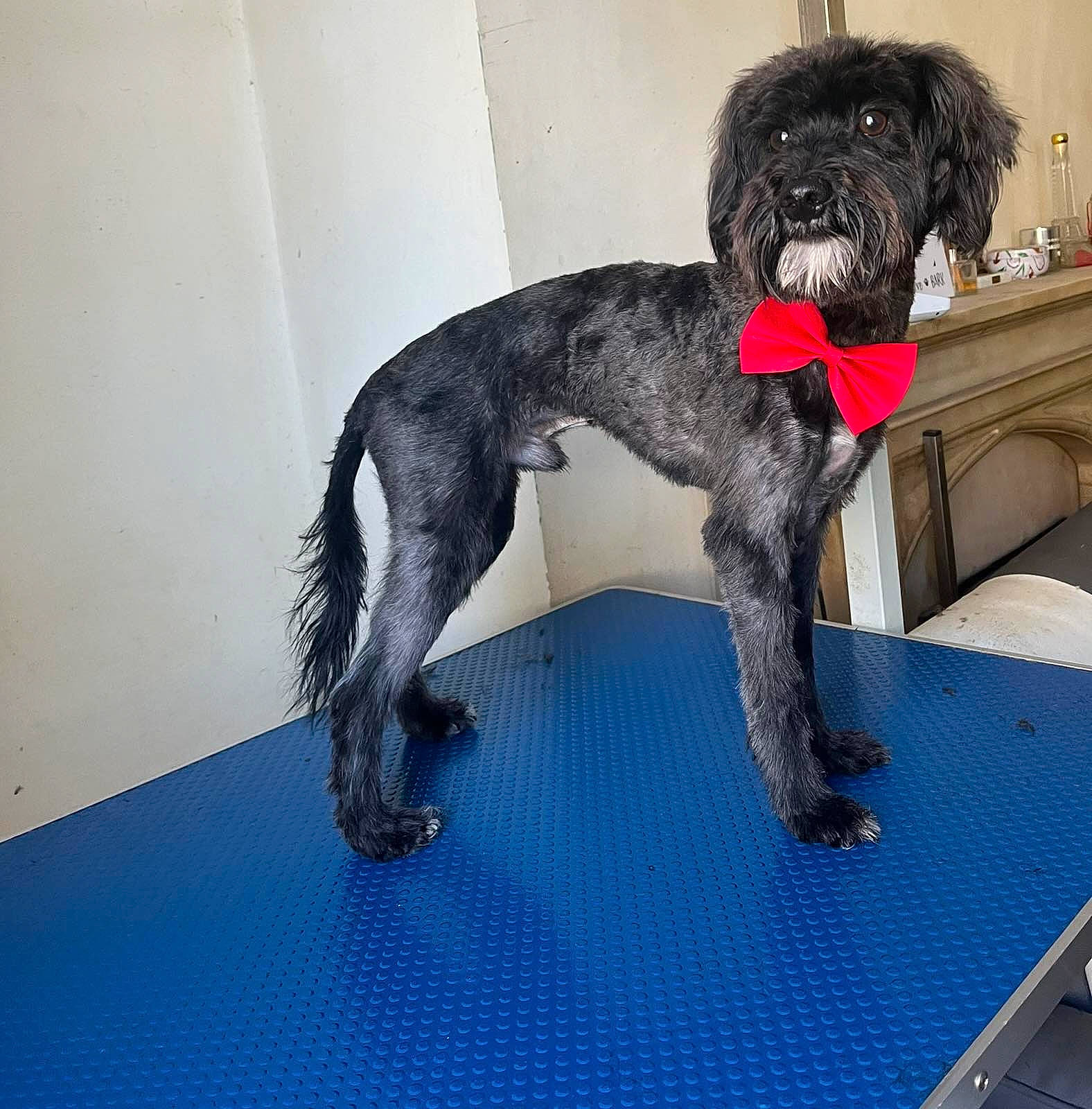 Storm joined the competition — help win amazing prizes! canidae, carnivore, companion_dog, dog, dog_breed, dog_collar, dog_supply, electric_blue, fawn, flooring, fur, liver, non_sporting_group, pet_supply, snout, sporting_group, tail, toy_dog, water_dog, working_animal