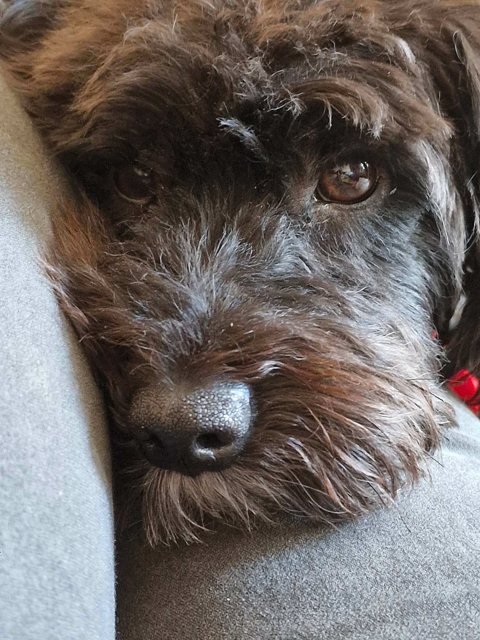 Storm is registered to the contest to win money with this photo: canidae, carnivore, companion_dog, dog, dog_breed, fur, liver, pudelpointer, small_terrier, sporting_group, stichelhaar, terrestrial_animal, terrier, water_dog, working_animal