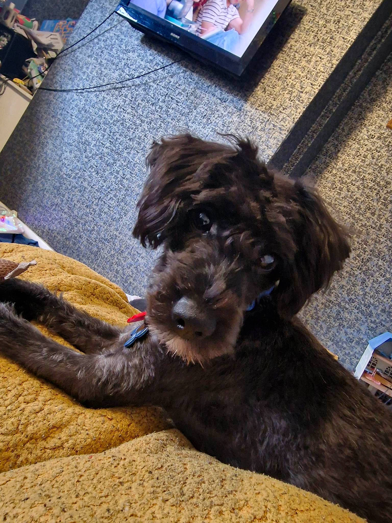 Storm joined the competition — help win amazing prizes! canidae, carnivore, chair, comfort, companion_dog, dog, dog_breed, dog_collar, floor, flooring, foot, fur, hardwood, liver, snout, sporting_group, terrier, water_dog, wood, working_animal