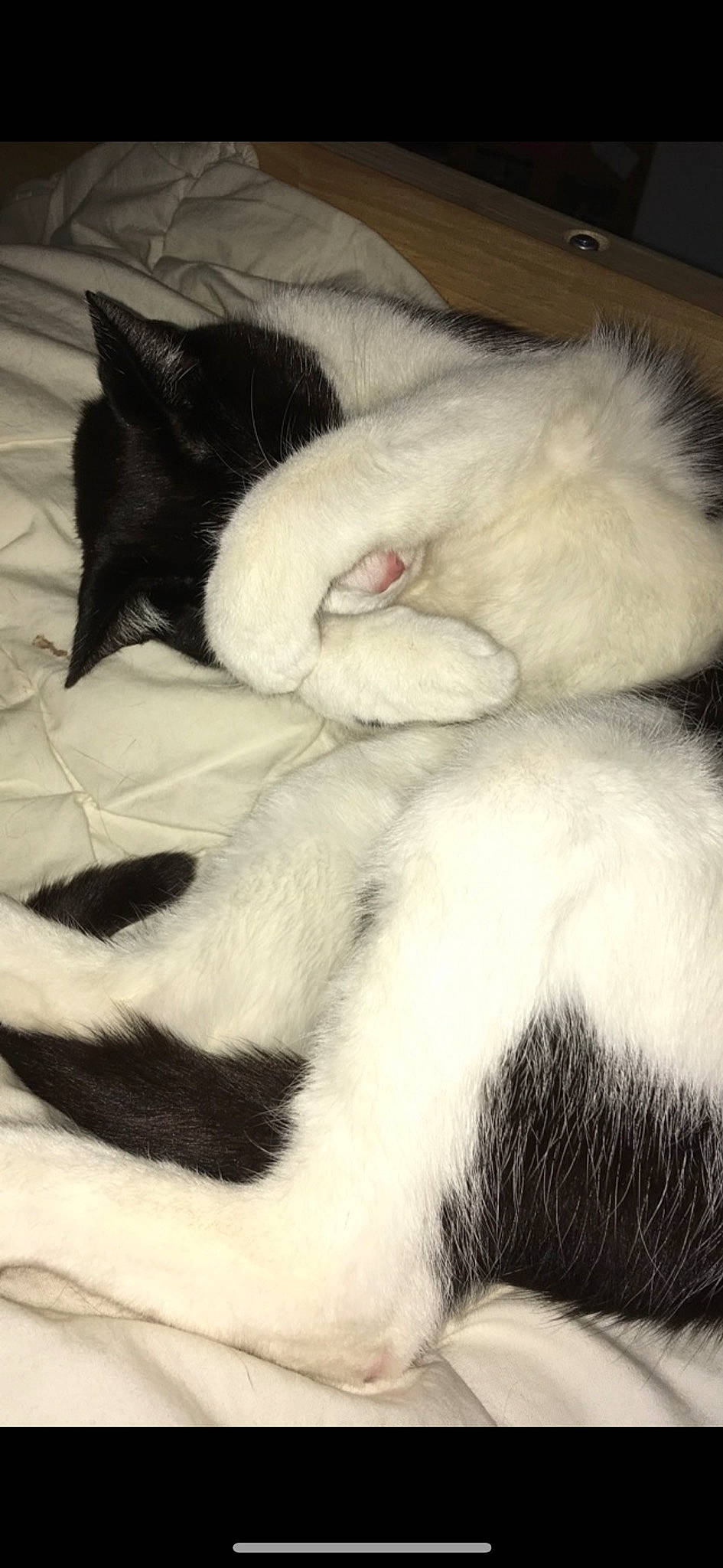 Chaplin participe au concours pour gagner de l'argent avec cette photo : canidae, carnivore, cat, claw, comfort, dog_breed, domestic_short_haired_cat, felidae, flooring, fur, nap, paw, sleep, small_to_medium_sized_cats, snout, tail, terrestrial_animal, whiskers