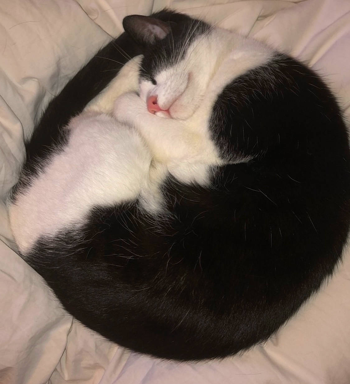 Chaplin participe au concours pour gagner de l'argent avec cette photo : carnivore, cat, cat_bed, cat_supply, claw, comfort, domestic_short_haired_cat, felidae, fur, nap, paw, small_to_medium_sized_cats, tail, whiskers