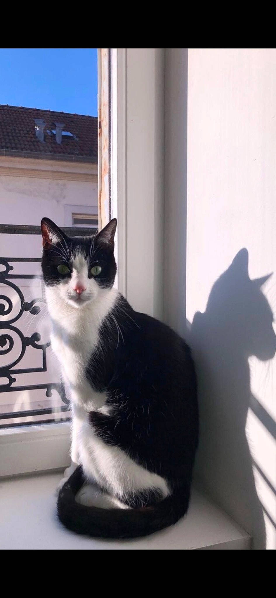 Chaplin a rejoint le concours — aidez-le/la à gagner de superbes lots ! black_cat, carnivore, cat, domestic_short_haired_cat, felidae, flooring, fur, grey, monochrome, monochrome_photography, paw, shadow, sitting, small_to_medium_sized_cats, snout, tail, whiskers, window