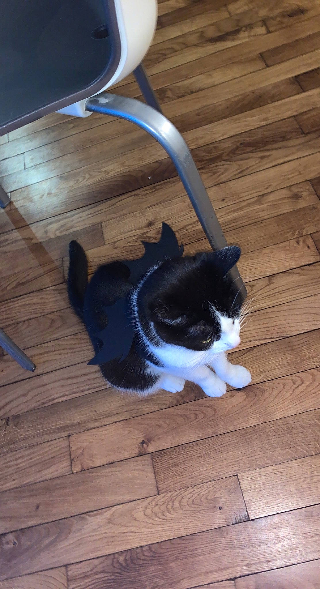 Chaplin participe au concours pour gagner de l'argent avec cette photo : carnivore, cat, domestic_short_haired_cat, electric_blue, felidae, floor, flooring, foot, fur, grey, hardwood, human_leg, laminate_flooring, plank, small_to_medium_sized_cats, tail, whiskers, wood, wood_flooring, wood_stain