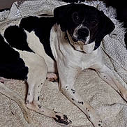 Flash is registered to the contest to win money with this photo: dog, black_and_white, laying_down, blanket, indoor, pet, canine, fur, collar, resting, animal, cozy, white, black, spot, paw, looking_up, ears, tail, comfortable