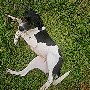 Flash is registered to the contest to win money with this photo: animal, black_and_white, canine, curious, dog, field, flower, fur, grass, greenery, lying_down, nature, outdoor, paw, pet, playful, relaxed, snout, summer, tail