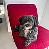 dog, pet, chair, red_chair, indoor, floor, fur, cute, animal, portrait, cozy, relaxed, looking_at_camera, small_dog, furniture, companion, domestic_animal, sitting, home, curious