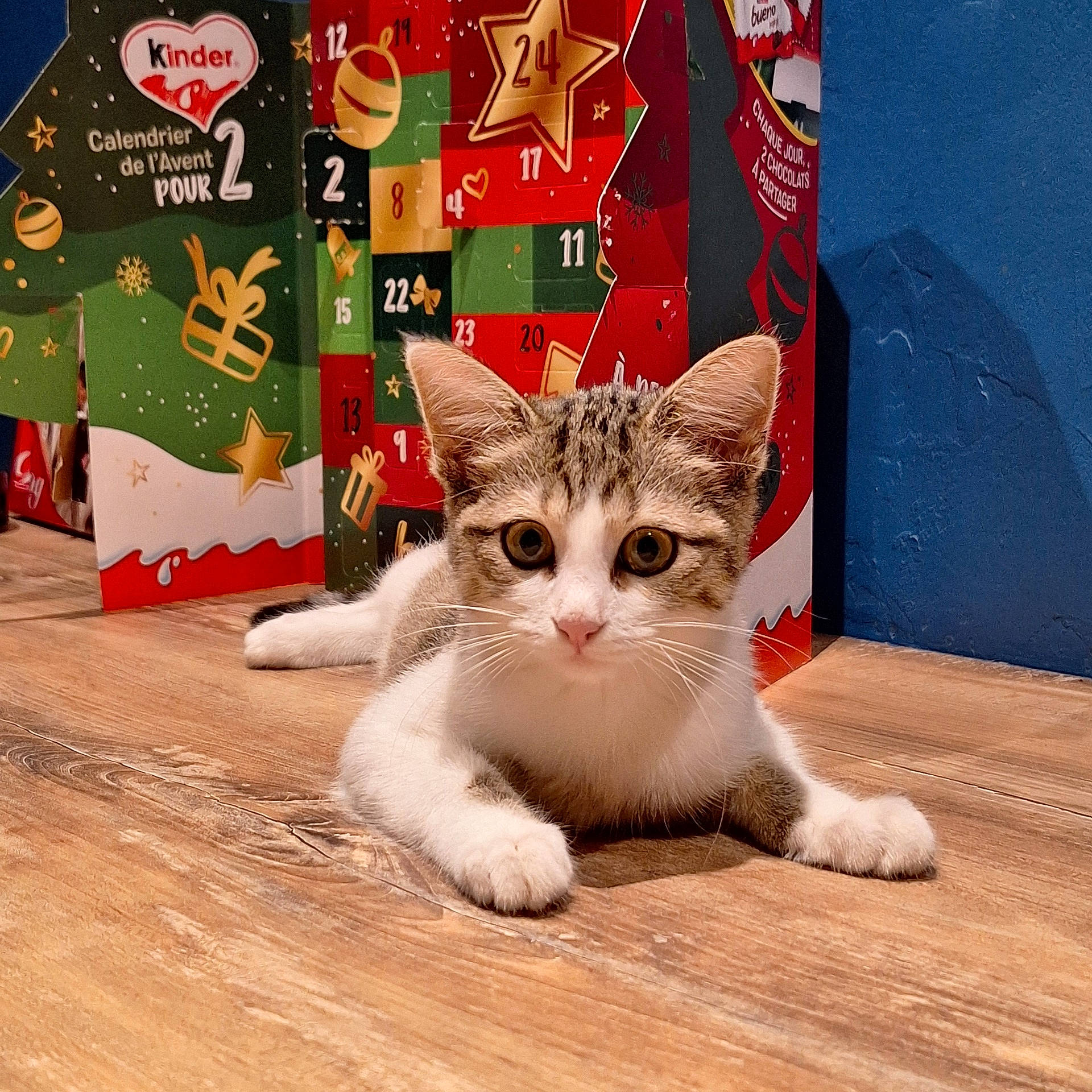 advent_calendar, animal, background, blue_wall, cat, christmas, colorful, curious, ears, floor, holiday, indoor, kitten, lying_down, pet, tabby_cat, whiskers, white_paws, wide_eyes, wooden_floor