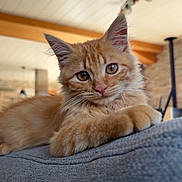 Fanta a rejoint le concours — aidez-le/la à gagner de superbes lots ! cat, kitten, ginger_cat, orange_fur, fluffy, longhaired, feline, pet, animal, portrait, close_up, lying_down, paws, whiskers, ears, eyes, sofa, indoor, home, cozy
