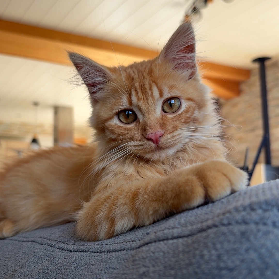 Fanta a rejoint le concours — aidez-le/la à gagner de superbes lots ! cat, kitten, ginger_cat, orange_fur, fluffy, longhaired, feline, pet, animal, portrait, close_up, lying_down, paws, whiskers, ears, eyes, sofa, indoor, home, cozy