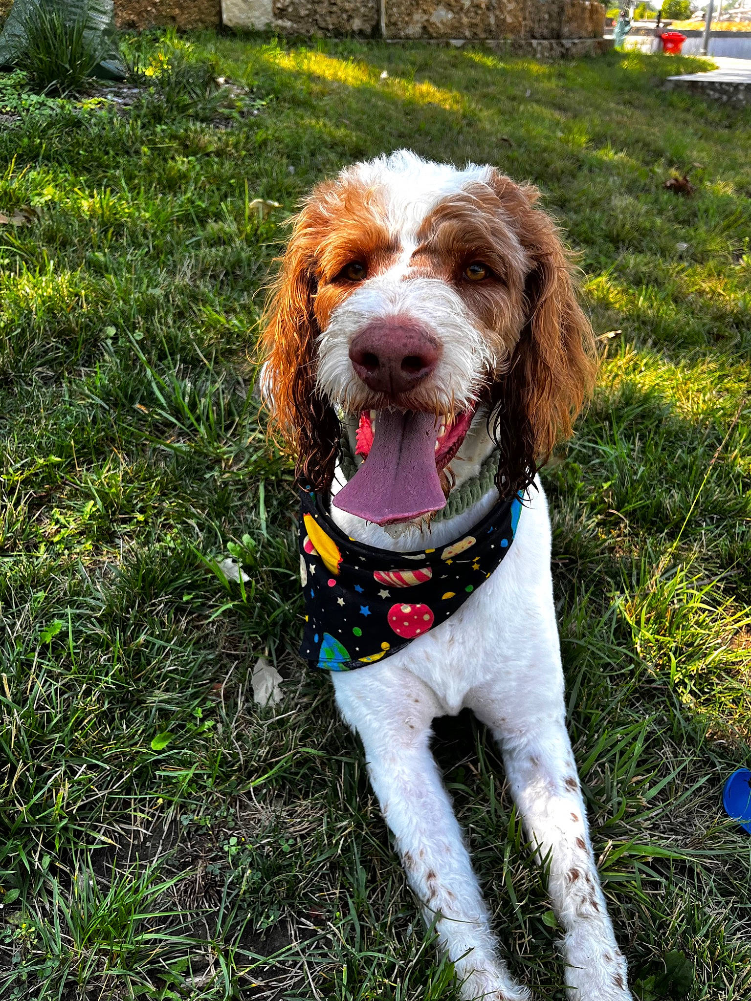 Bohdi joined the competition — help win amazing prizes! canidae, carnivore, collar, companion_dog, dog, dog_breed, dog_collar, dog_supply, fawn, fur, grass, gun_dog, leash, liver, pointing_breed, snout, spaniel, sporting_group, toy_dog, water_dog