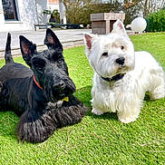 Buddy Et Holly a rejoint le concours — aidez-le/la à gagner de superbes lots ! dog, scottish_terrier, westie, west_highland_white_terrier, pet, pair, grass, lawn, backyard, outdoor, portrait, fur, collar, black_dog, white_dog, ears, paws, sunlight, closeup, relaxed