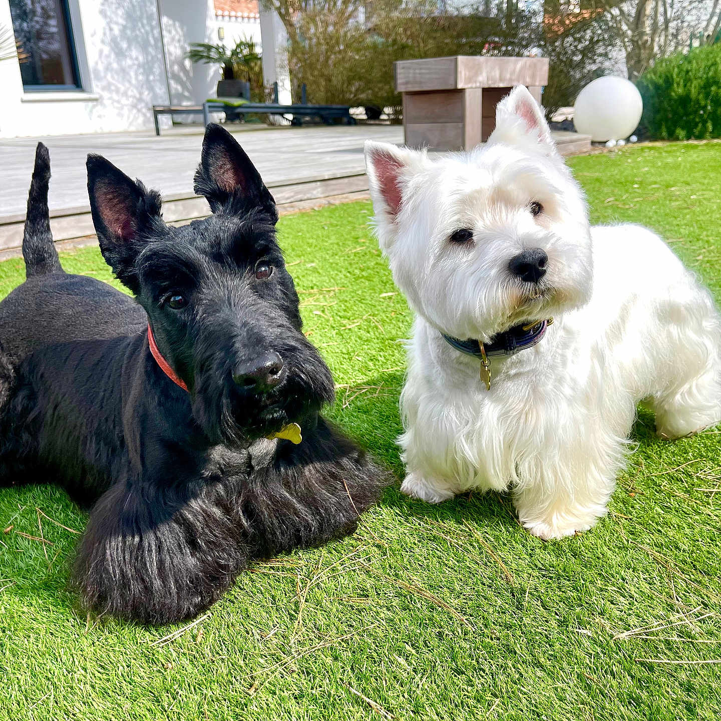 Buddy Et Holly a rejoint le concours — aidez-le/la à gagner de superbes lots ! backyard, black_dog, closeup, collar, dog, ears, fur, grass, lawn, outdoor, pair, paws, pet, portrait, relaxed, scottish_terrier, sunlight, west_highland_white_terrier, westie, white_dog