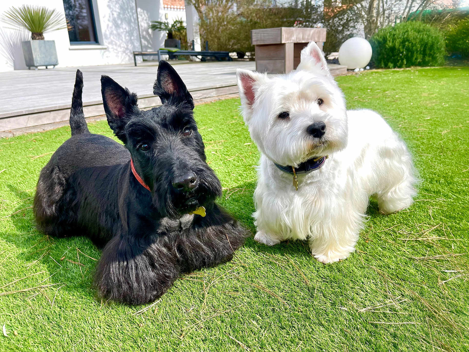 Buddy Et Holly a rejoint le concours — aidez-le/la à gagner de superbes lots ! dog, scottish_terrier, westie, west_highland_white_terrier, pet, pair, grass, lawn, backyard, outdoor, portrait, fur, collar, black_dog, white_dog, ears, paws, sunlight, closeup, relaxed