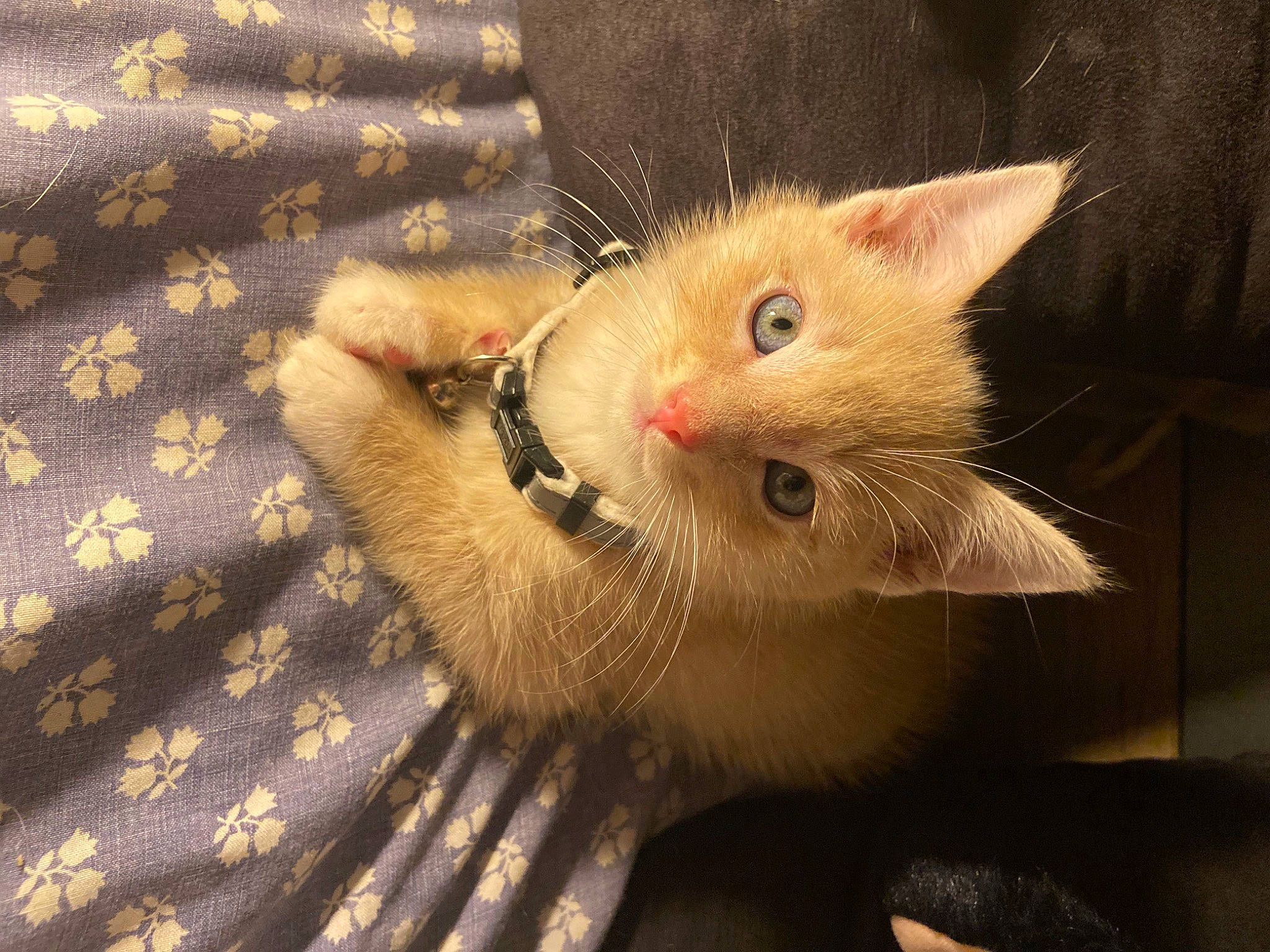 Mowglie participe au concours pour gagner de l'argent avec cette photo : carnivore, cat, claw, domestic_short_haired_cat, fawn, felidae, fur, pattern, paw, small_to_medium_sized_cats, snout, tail, whiskers, wood, woven_fabric