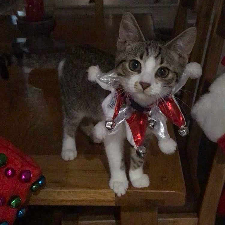 Tiny