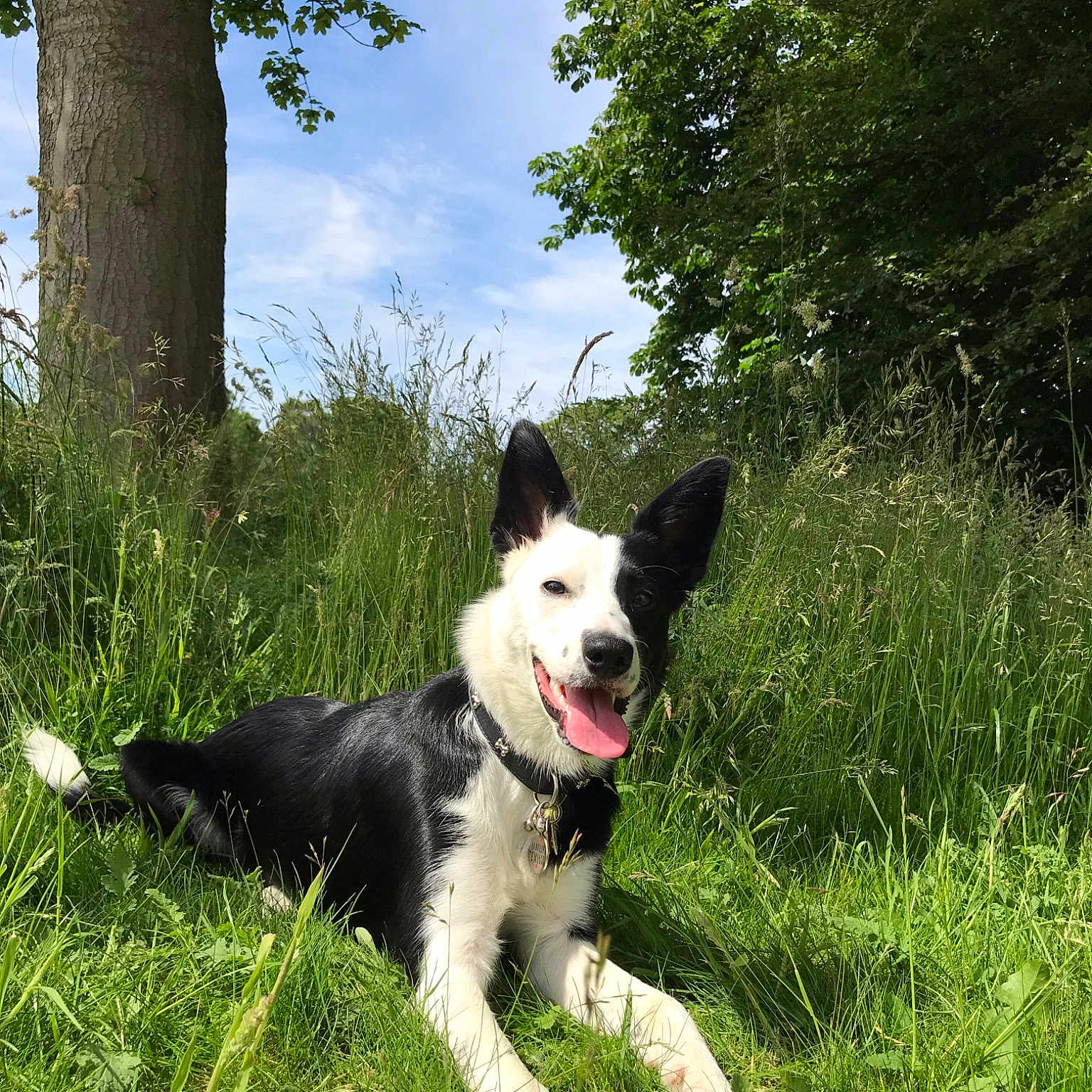 Gem is registered to the contest to win money with this photo: adventure, border_collie, canidae, carnivore, dog, dog_breed, east_siberian_laika, herding_dog, karelian_bear_dog, laika, mammal, mcnab, rare_breed_dog, russo_european_laika, sporting_group, vertebrate, working_dog