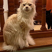 Rita participe au concours pour gagner de l'argent avec cette photo : cat, fluffy_cat, cream_colored_cat, black_cat, wooden_spindles, indoor, furniture, wooden_furniture, pet, animal, feline, curious_cat, sitting, home, domestic_cat, looking, whiskers, fur, ears, eyes