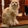 animal, black_cat, cat, cream_colored_cat, curious_cat, domestic_cat, ears, eyes, feline, fluffy_cat, fur, furniture, home, indoor, looking, pet, sitting, whiskers, wooden_furniture, wooden_spindles