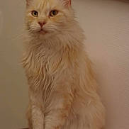 Rita a rejoint le concours — aidez-le/la à gagner de superbes lots ! cat, fluffy, cream_colored, sitting, indoor, pet, feline, fur, whiskers, ears, tail, calm, portrait, wooden_surface, domestic_animal, animal, furry, close_up, household, cute