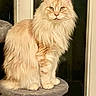 Rita a rejoint le concours — aidez-le/la à gagner de superbes lots ! cat, fluffy, cream_colored, sitting, cat_perch, indoor, pet, feline, long_hair, animal, domestic_cat, portrait, looking_at_camera, whiskers, ears, paws, fur, window, door_frame, furniture