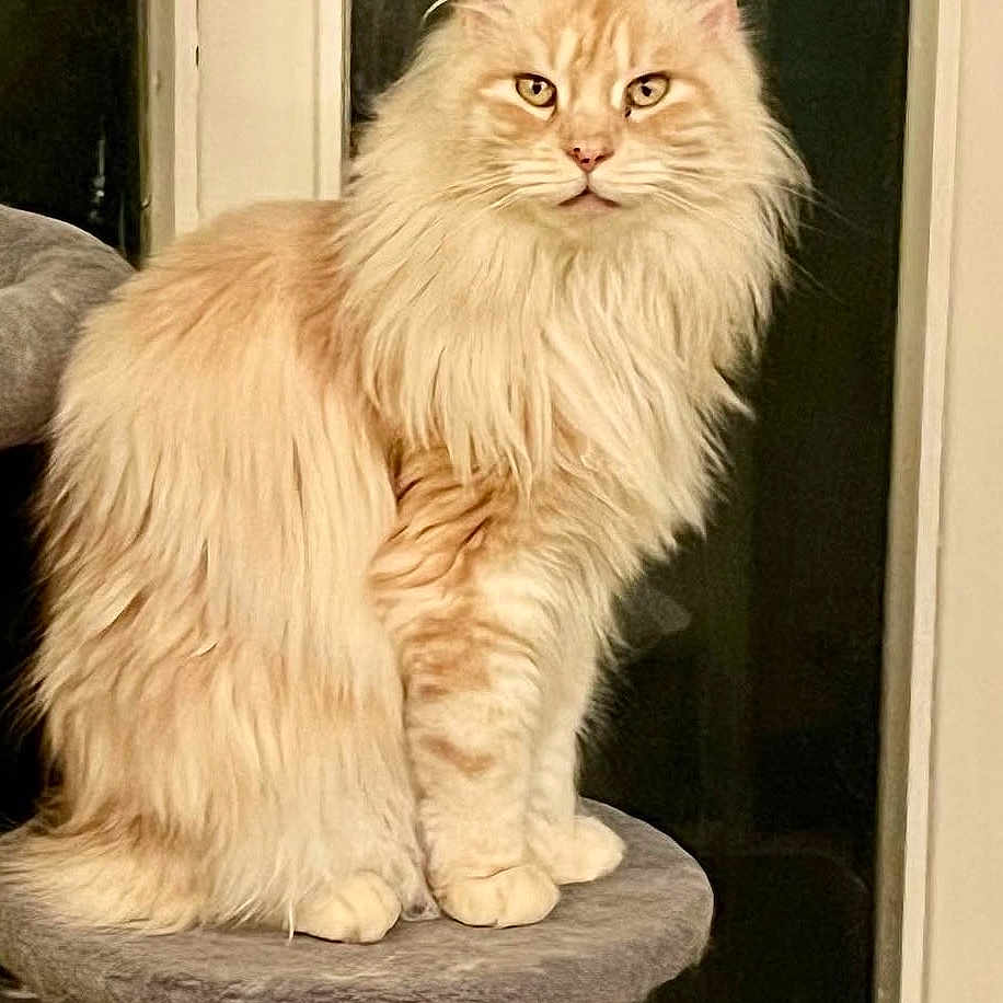 Rita a rejoint le concours — aidez-le/la à gagner de superbes lots ! cat, fluffy, cream_colored, sitting, cat_perch, indoor, pet, feline, long_hair, animal, domestic_cat, portrait, looking_at_camera, whiskers, ears, paws, fur, window, door_frame, furniture