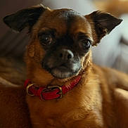 Obaine a rejoint le concours — aidez-le/la à gagner de superbes lots ! animal, brown, canine, close_up, collar, companion, cute, dog, domestic_animal, ears, fur, furry, indoor, laying_down, pet, portrait, red_collar, relaxed, small_dog, snout