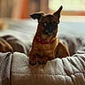 Obaine participe au concours pour gagner de l'argent avec cette photo : animal, blanket, brown_dog, companion, couch, cozy, cute, dog, ears, fur, furniture, home, indoor, mammal, pet, portrait, red_collar, relaxed, small_dog, snout
