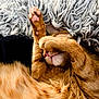 Gimli is registered to the contest to win money with this photo: animal, blanket, cat, closeup, cozy, cute, cute_pose, domestic_cat, feline, fur, indoor, orange_cat, paw, pet, relaxed, resting, sleeping, soft, texture, whiskers
