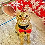 animal, bow_tie, carpet, cat, cute, decor, ears, eyes, floor, furniture, holiday, indoor, looking_up, orange_tabby, pet_accessory, pet_tunnel, red, snowflake_pattern, whiskers, white