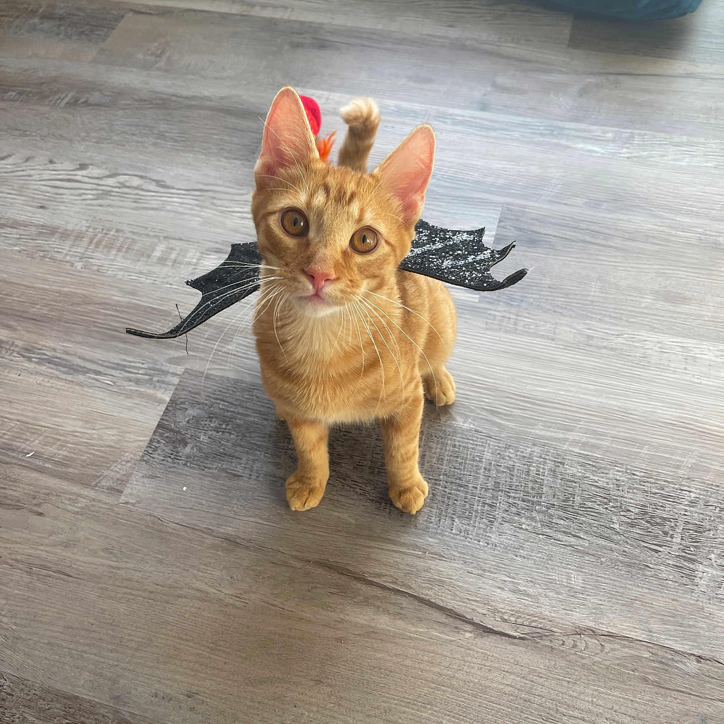Gimli