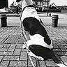 Look participe au concours pour gagner de l'argent avec cette photo : dog, black_and_white, sitting, leash, pavement, street, building, lamp_post, outdoor, side_view, canine, quiet, urban, monochrome, waiting, collar, calm, daytime, empty_street, background