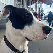 Look participe au concours pour gagner de l'argent avec cette photo : dog, black_and_white, collar, side_profile, close_up, outdoor, sidewalk, city, street, pedestrians, storefront, leash, canine, animal, portrait, daylight, fur, ears, nose, muzzle
