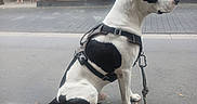 Look participe au concours pour gagner de l'argent avec cette photo : dog, leash, side_view, black_and_white, street, pavement, urban, storefront, pedestrians, harness, sitting, outdoor, daytime, calm, animal, mammal, canine, quiet, waiting, nature