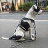 dog, leash, side_view, black_and_white, street, pavement, urban, storefront, pedestrians, harness, sitting, outdoor, daytime, calm, animal, mammal, canine, quiet, waiting, nature