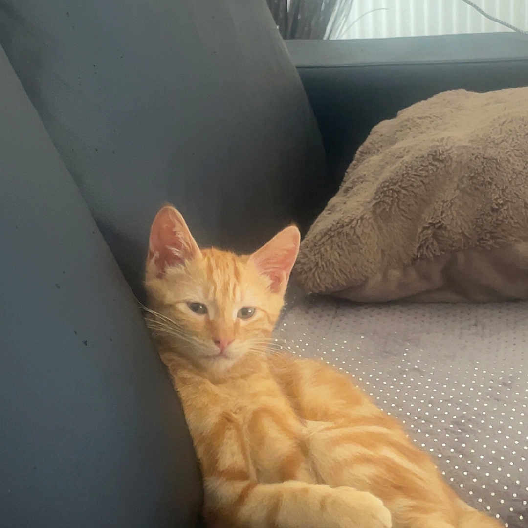 Simba a rejoint le concours — aidez-le/la à gagner de superbes lots ! animal, blanket, cat, comfort, couch, crossed_paws, domestic_animal, ears, feline, fur, home, indoor, kitten, orange_tabby, paw, pet, relaxed, resting, tail, whiskers