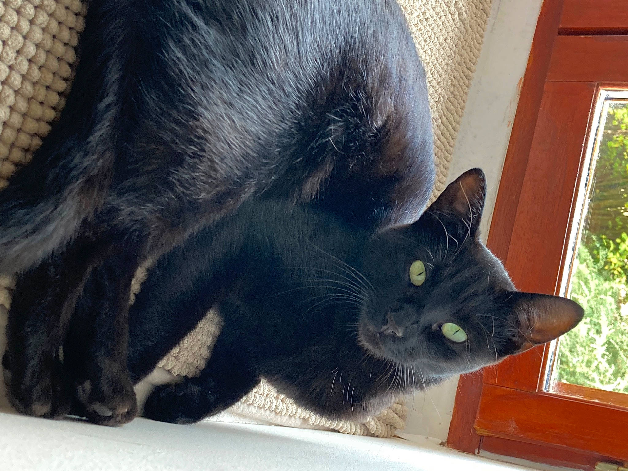 Bolide a rejoint le concours — aidez-le/la à gagner de superbes lots ! black_cat, bombay, carnivore, cat, claw, domestic_short_haired_cat, felidae, fur, mammal, paw, plant, small_to_medium_sized_cats, snout, tail, terrestrial_animal, whiskers, window