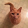 cat, orange_cat, pet, animal, floor, tile_floor, tail, whiskers, fur, cute, domestic_animal, looking_up, indoor, feline, mammal, curious, close_up, sitting, alone, one_animal