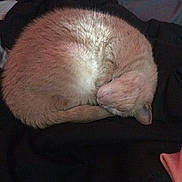 Cinnamon joined the competition — help win amazing prizes! cat, sleeping, curled_up, feline, fur, cozy, pet, domestic_animal, resting, indoor, animal, cute, quiet, soft, relaxed, mammal, whiskers, tail, nap, companion