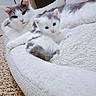 cat, kitten, pet_bed, fluffy, white_fur, gray_fur, indoor, resting, cute, animal, domestic_animal, sleepy, companion, feline, cozy, soft_texture, carpet, closeup, relaxing, snuggling