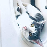 Katniss joined the competition — help win amazing prizes! cat, black_and_white, sink, pet, animal, feline, whiskers, curious, golden_eyes, domestic_cat, cute, relaxed, indoor, white_surface, closeup, fur, ears, pink_nose, laying_down, companionship