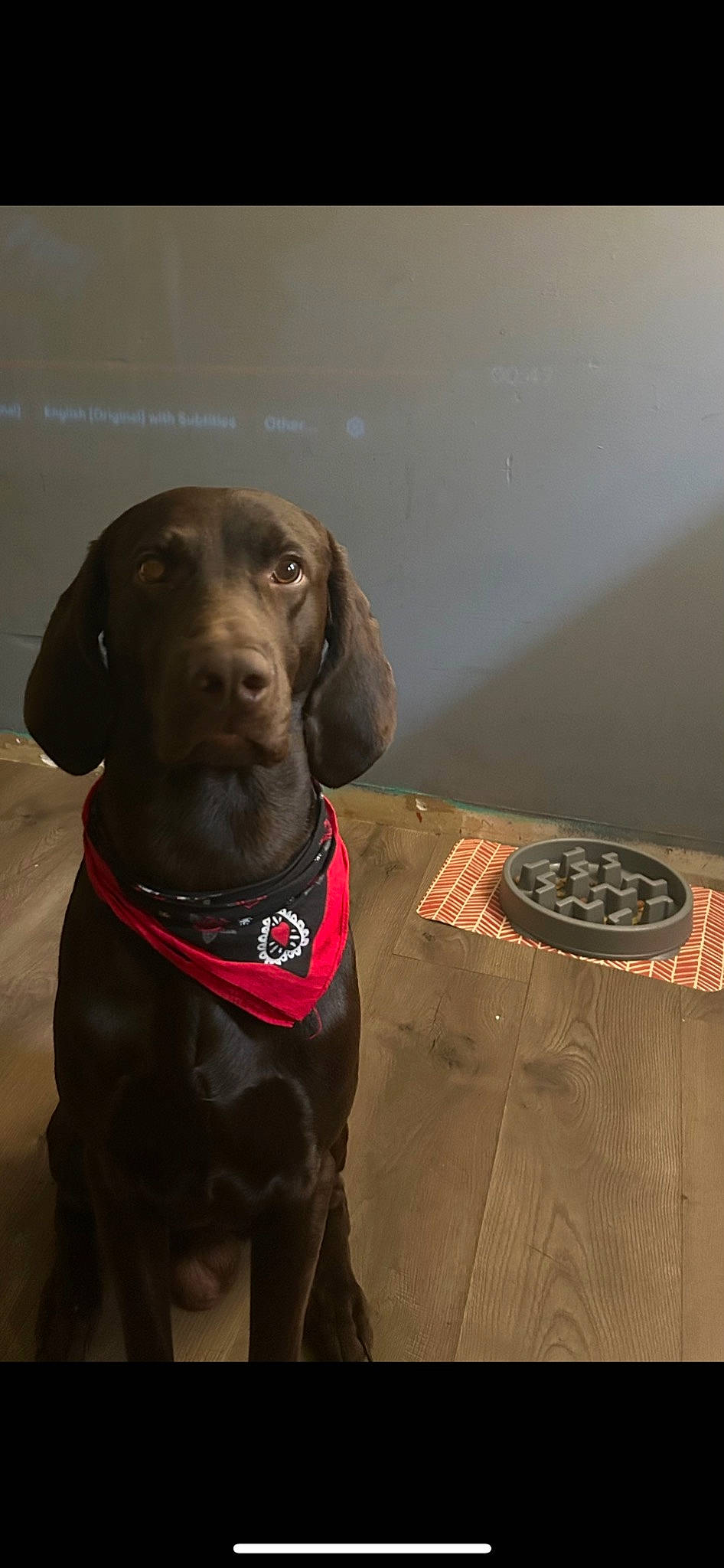 Copper is registered to the contest to win money with this photo: borador, canidae, carnivore, collar, companion_dog, dog, dog_breed, dog_collar, dog_supply, flooring, fur, gun_dog, hardwood, hunting_dog, liver, pet_supply, snout, sporting_group, whiskers, working_animal