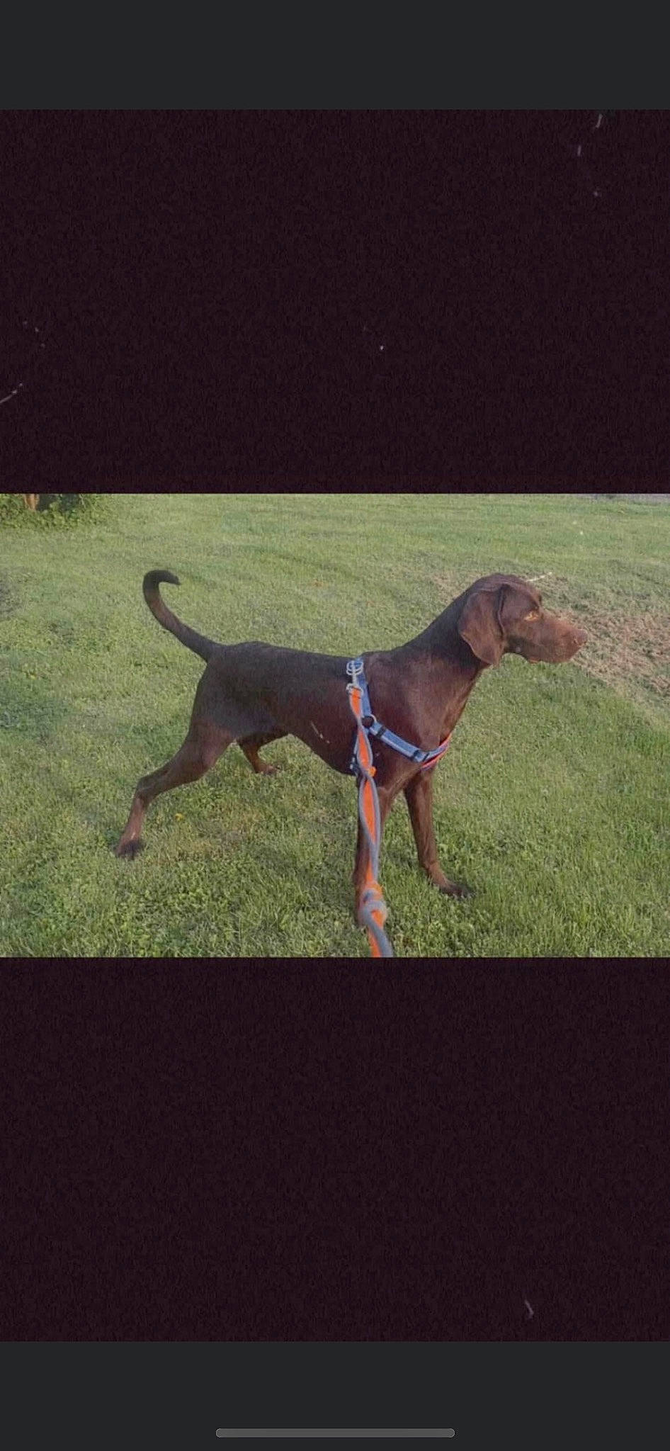 Copper joined the competition — help win amazing prizes! art, canidae, carnivore, collar, companion_dog, dog, dog_breed, dog_collar, fawn, grass, gun_dog, hunting_dog, liver, metal, pet_supply, sporting_group, tail, terrestrial_animal, working_animal, working_dog