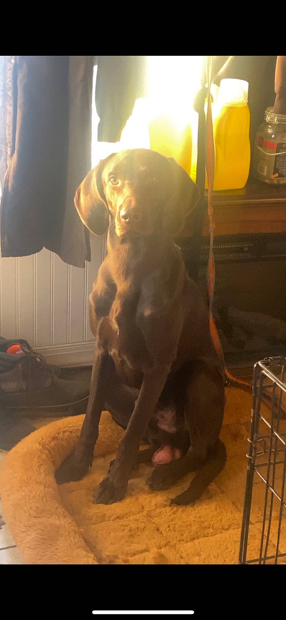 Copper is registered to the contest to win money with this photo: art, barechested, canidae, carnivore, companion_dog, dog, dog_breed, fawn, floor, flooring, fur, human_leg, liver, metal, snout, sporting_group, tail, terrestrial_animal, wood, working_animal