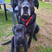 Rebel Et Balto a rejoint le concours — aidez-le/la à gagner de superbes lots ! dog, puppy, black_dog, outdoor, grass, collar, pet, animal, canine, backyard, fence, chair, plastic_chair, sitting, portrait, young_dog, old_dog, nature, domestic_animal, cute